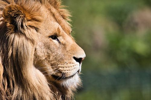 Indrukwekkend zo'n leeuw en profile