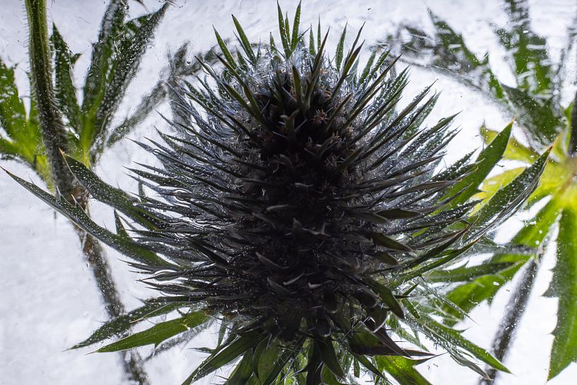 Distel in kristallklarem Eis 3 von Marc Heiligenstein