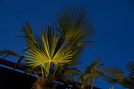 Palm von Brom fotografie