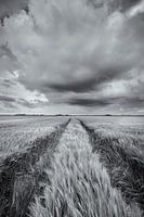 A grand landscape with beautiful clouds above the fields with grain in the Hogeland of Groningen