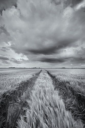 Een weids landschap met mooie wolkenluchten boven de akkers met graan in het Hogeland van Groningen