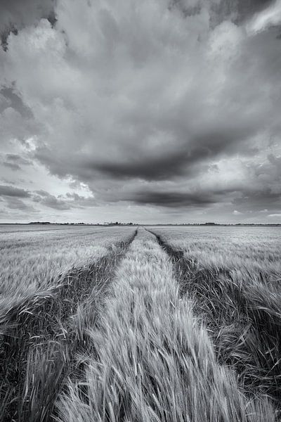 A grand landscape with beautiful clouds above the fields with grain in the Hogeland of Groningen by Bas Meelker