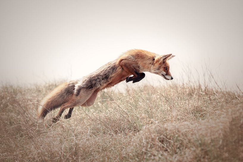 Hunting red fox | Amsterdam water supply dunes | nature photography | wildlife by Laura Dijkslag