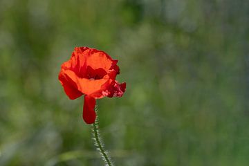 Coquelicot sur Tanja van Beuningen