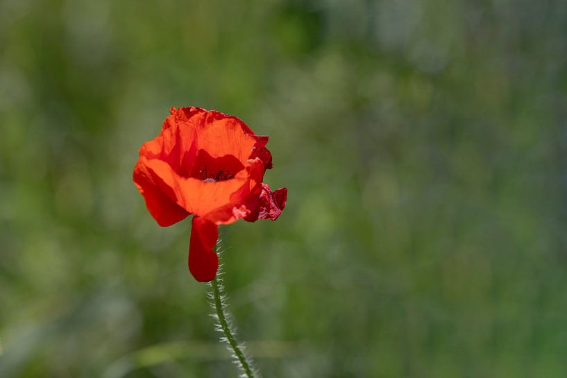 Coquelicot par Tanja van Beuningen