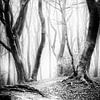 Dancing trees in the Speulderbos Ermelo in black and white with fog in the background. by Bart Ros