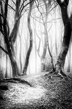 Dansende bomen in het Speulderbos Ermelo in het zwart wit met mist op de achtergrond.