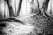 Dansende bomen in het Speulderbos Ermelo in het zwart wit met mist op de achtergrond. van Bart Ros