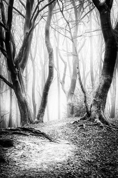 Tanzende Bäume im Speulderbos Ermelo in Schwarz und Weiß mit Nebel im Hintergrund. von Bart Ros
