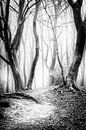 Tanzende Bäume im Speulderbos Ermelo in Schwarz und Weiß mit Nebel im Hintergrund. von Bart Ros Miniaturansicht