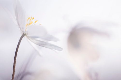 Sereen ( subtiel en serene foto van 2 Bosanemonen)