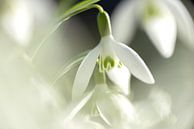 The Snowdrop loudly announces the end of winter by Gerry van Roosmalen thumbnail