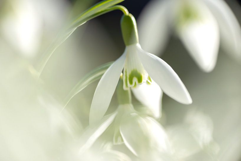 The Snowdrop loudly announces the end of winter by Gerry van Roosmalen