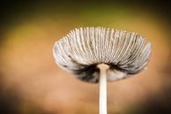 Herfst in Nederland von Hans Lunenburg Miniaturansicht