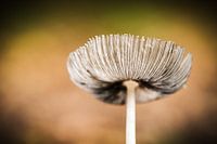 Herfst in Nederland