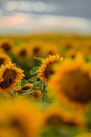 Een zee van zonnebloemen