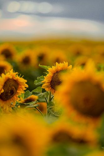 Une mer de tournesols sur Sabine Böke-Bergau