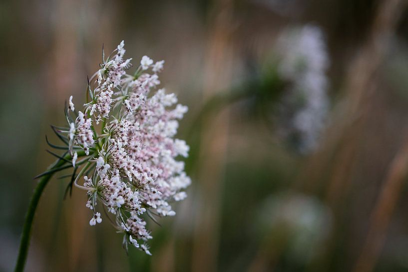 Scherm van witte bloemen von Jos Reimering