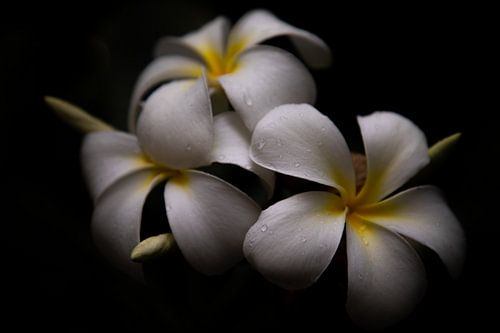 Plumeria hawaïenne (Frangipani) sur fond noir