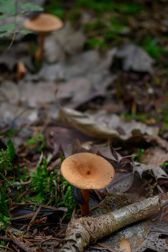 Brown mushrooms amongst autumn leaves