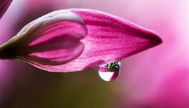 Bloemen met zonsondergang