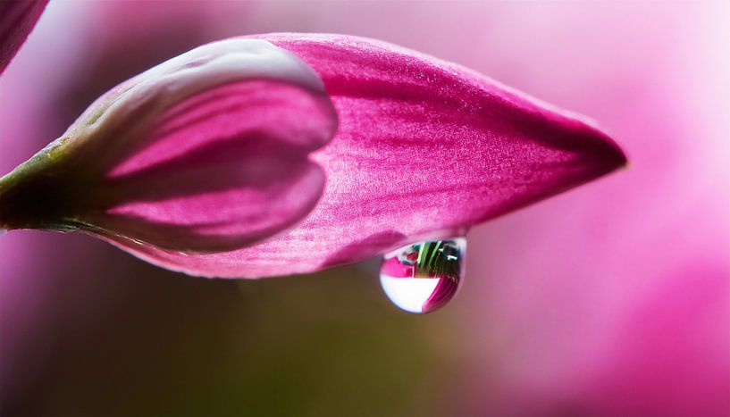 Flowers with sunset by Mustafa Kurnaz