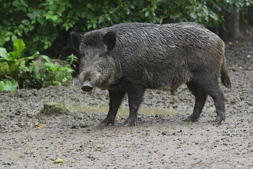 Wildschwein (Sus scrofa) von Ronald Pol