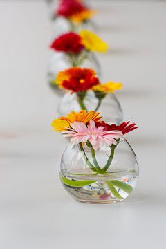 kleurrijke opgelijnde bloemen van Youri Mahieu