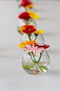 bunt gefütterte Blumen von Youri Mahieu Miniaturansicht