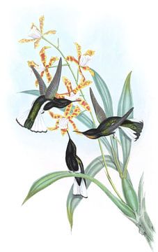 Pied Jacobin, John Gould van Hummingbirds