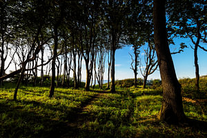 Küstenwald an der Ostsee bei Nienhagen.