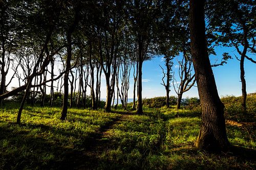 Küstenwald an der Ostsee bei Nienhagen.