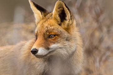 Renard roux en gros plan depuis le front sur Marcel Alsemgeest