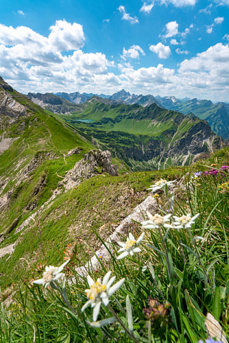 Edelweiss met uitzicht over de Schrecksee naar de Allgäuer Alpen