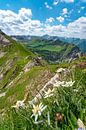 Edelweiss met uitzicht over de Schrecksee naar de Allgäuer Alpen van Leo Schindzielorz thumbnail