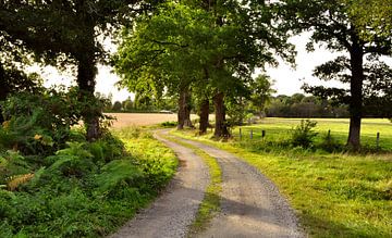 Zomer landschap met paadje van Corinne Welp