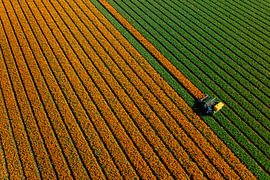 Tulpenfeld aus der Vogelperspektive