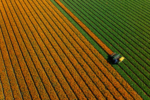 Tulpenveld vanuit de lucht