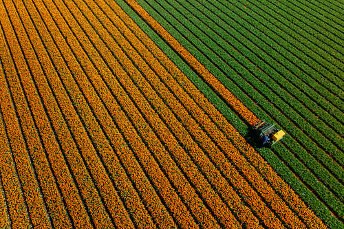 Tulpenveld vanuit de lucht van Keesnan Dogger Fotografie