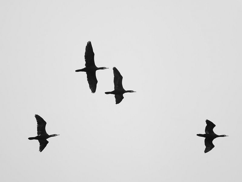 A Flock of Cormorants by Jörg Hausmann