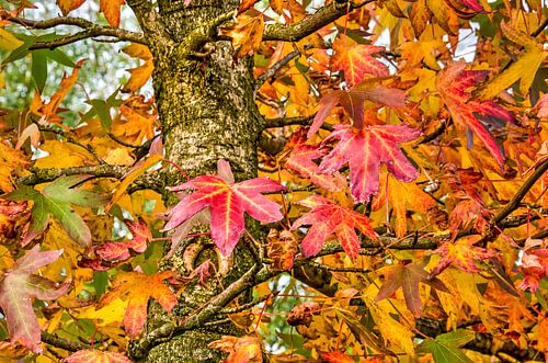 Liquidambar styraciflua