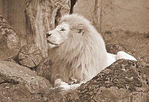 Weißer Löwe in Sepia