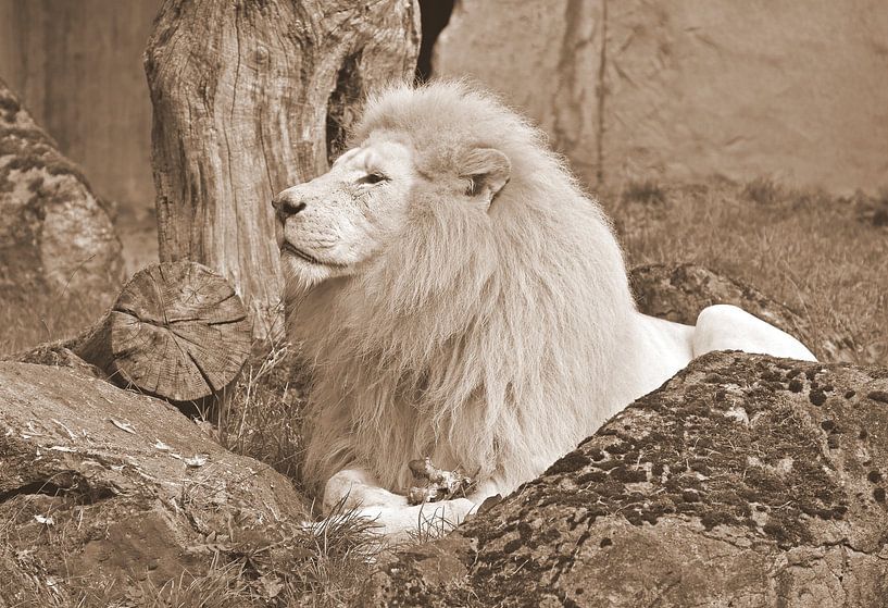 White lion in sepia by Jose Lok