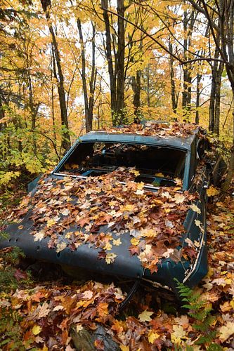 Une veille auto en foret en automne