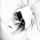 Vlinderorchidee in zwartwit van de buurtfotograaf Leontien thumbnail