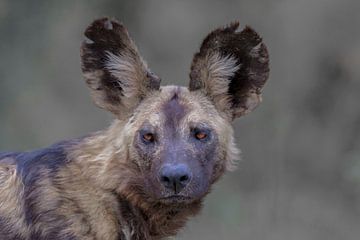 Portrait d'un chien sauvage sur Larissa Rand