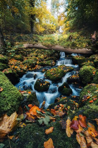Un automne doré