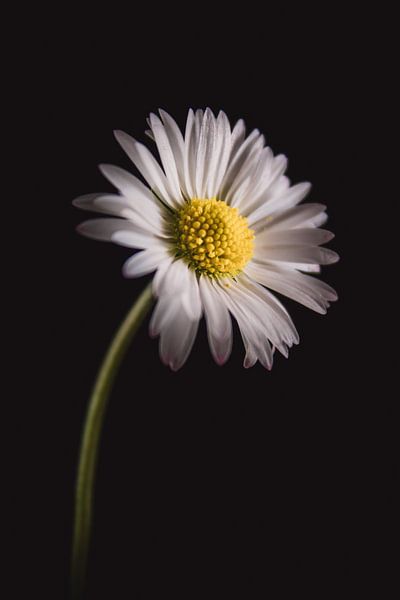 Bildende Kunst Daisy von Sandra Hazes