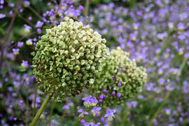 Wilde bloemen