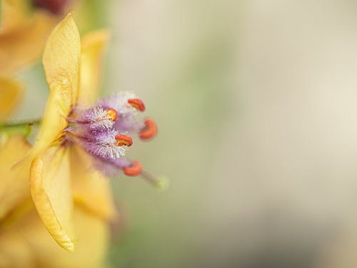 Flowers | Dark mullein